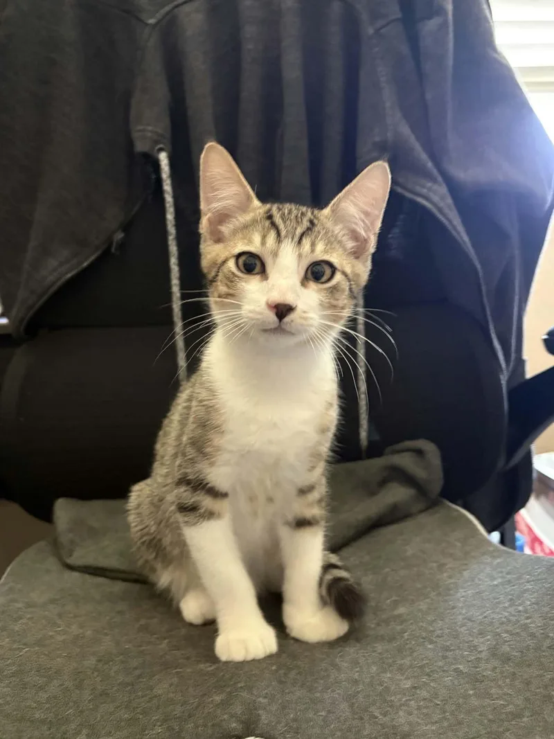 A young medium-sized male Tabby (Gray / Blue / Silver) Domestic Short Hair cat named Osiris for adoption in Litchfield Park, AZ