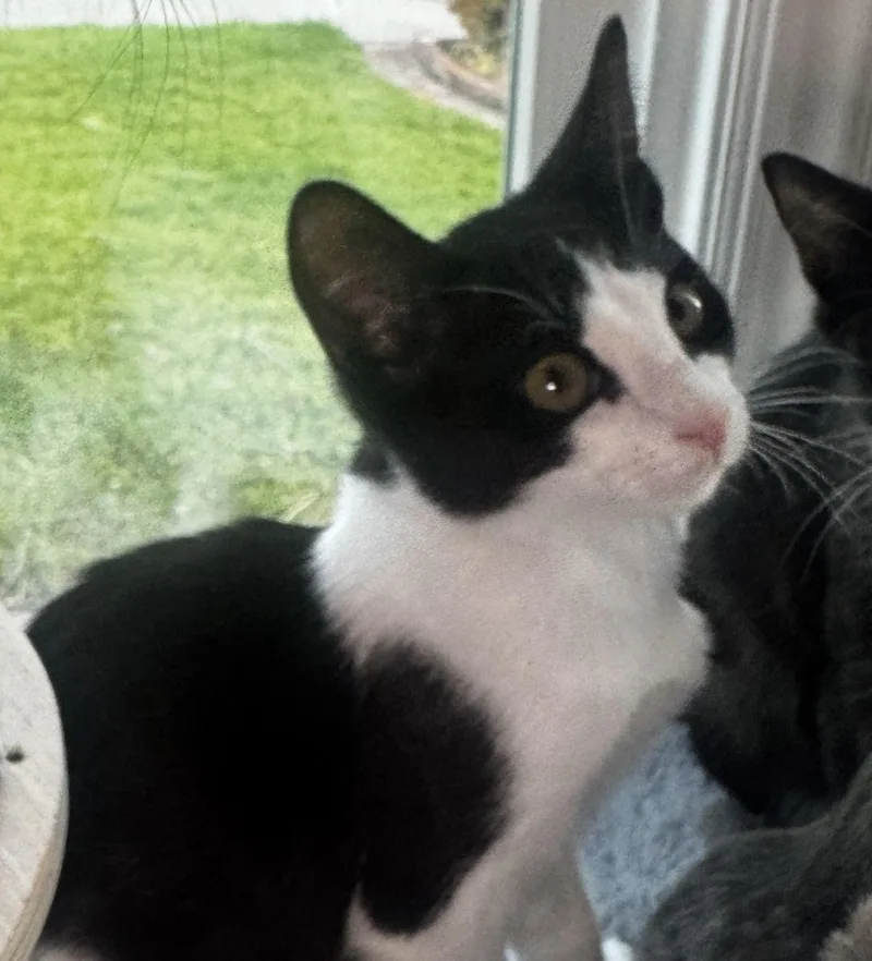 A baby medium-sized male Black & White / Tuxedo Domestic Short Hair cat named Moxley for adoption in Seal Beach, CA