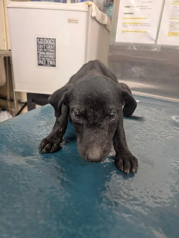 A young medium-sized female Black Labrador Retriever dog named Frolic for adoption in Mobile, AL