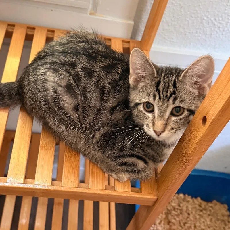 A baby small-sized male Domestic Short Hair cat named Richie for adoption in Richland, MI