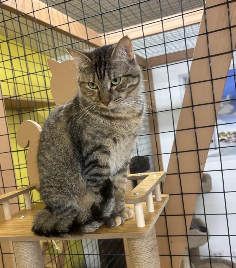 An adult medium-sized female Tabby (Brown / Chocolate) Domestic Short Hair cat named Gracie for adoption in Whittier, CA