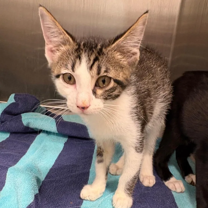 A baby small-sized male Brown / Chocolate Domestic Short Hair cat named Bobbi for adoption in Englewood, FL