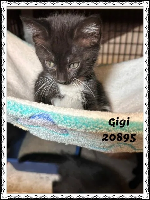 A baby small-sized female Black & White / Tuxedo Domestic Short Hair cat named Gigi for adoption in Marietta, GA