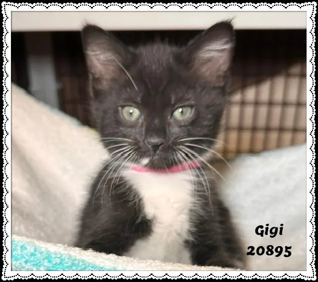 Gigi thumbnail 2
