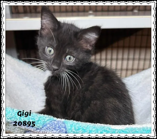 Gigi thumbnail 3