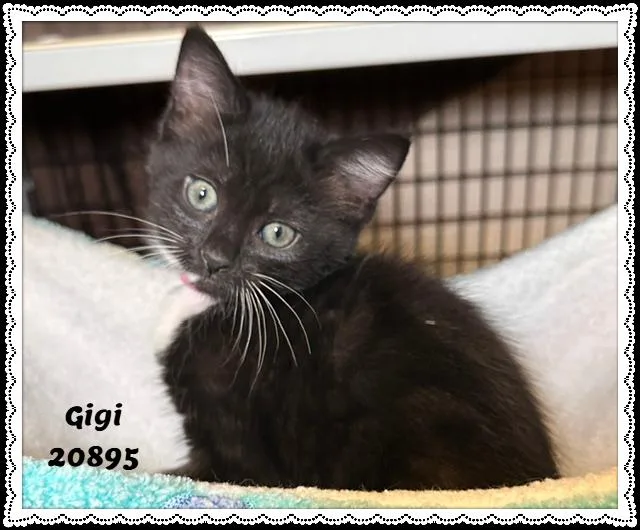 Gigi thumbnail 4