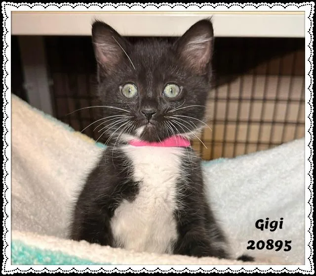 Gigi thumbnail 5
