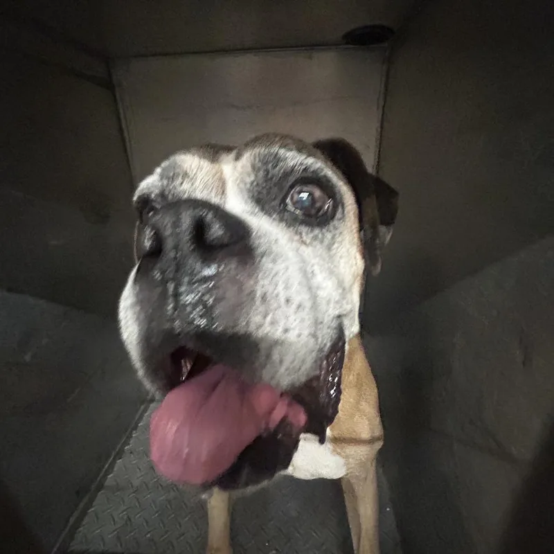 An adult medium-sized male Yellow / Tan / Blond / Fawn Boxer dog named Bruno for adoption in Chattanooga, TN