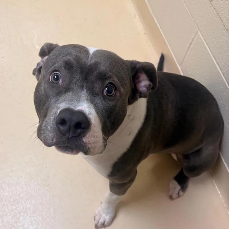 A young large-sized male Mixed Breed dog named Tyson for adoption in Winston-Salem, NC