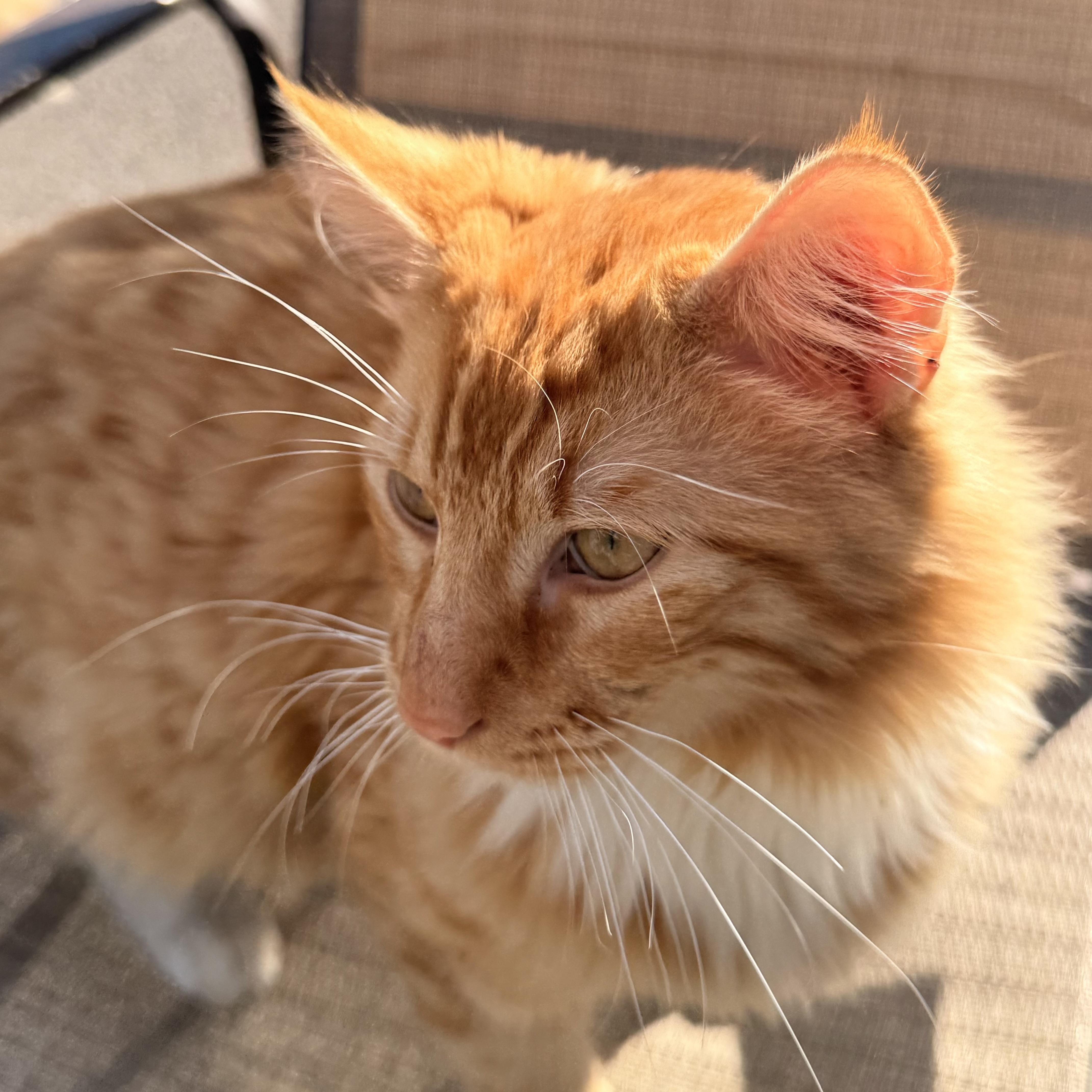 A young medium-sized male Orange & White Domestic Medium Hair cat named Henry for adoption in modesto, CA