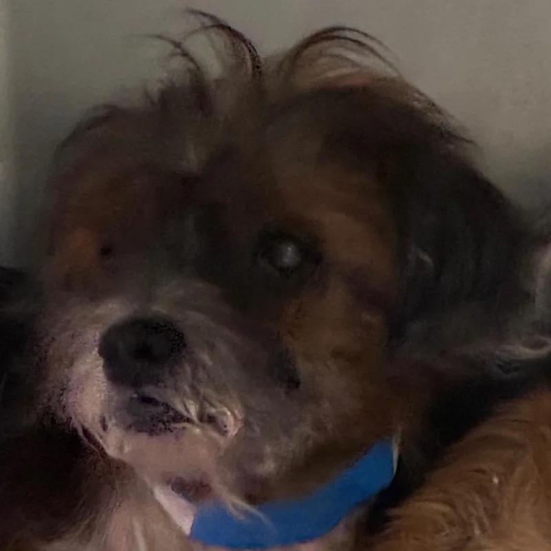 A senior small-sized male Yellow / Tan / Blond / Fawn Mixed Breed dog named Donkey for adoption in Yuma, AZ