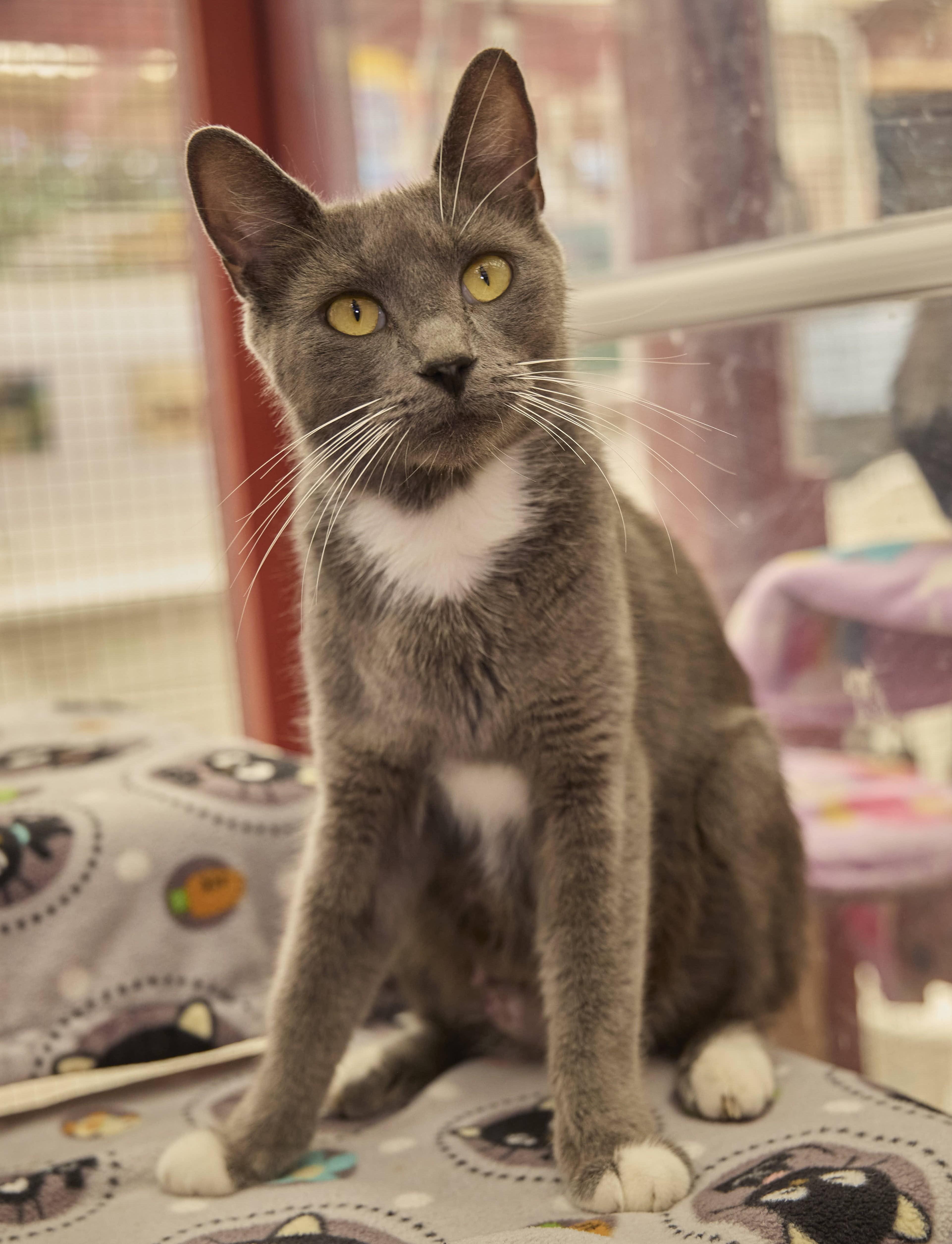 An adult medium-sized female Domestic Short Hair cat named Bailey for adoption in Santa Barbara, CA