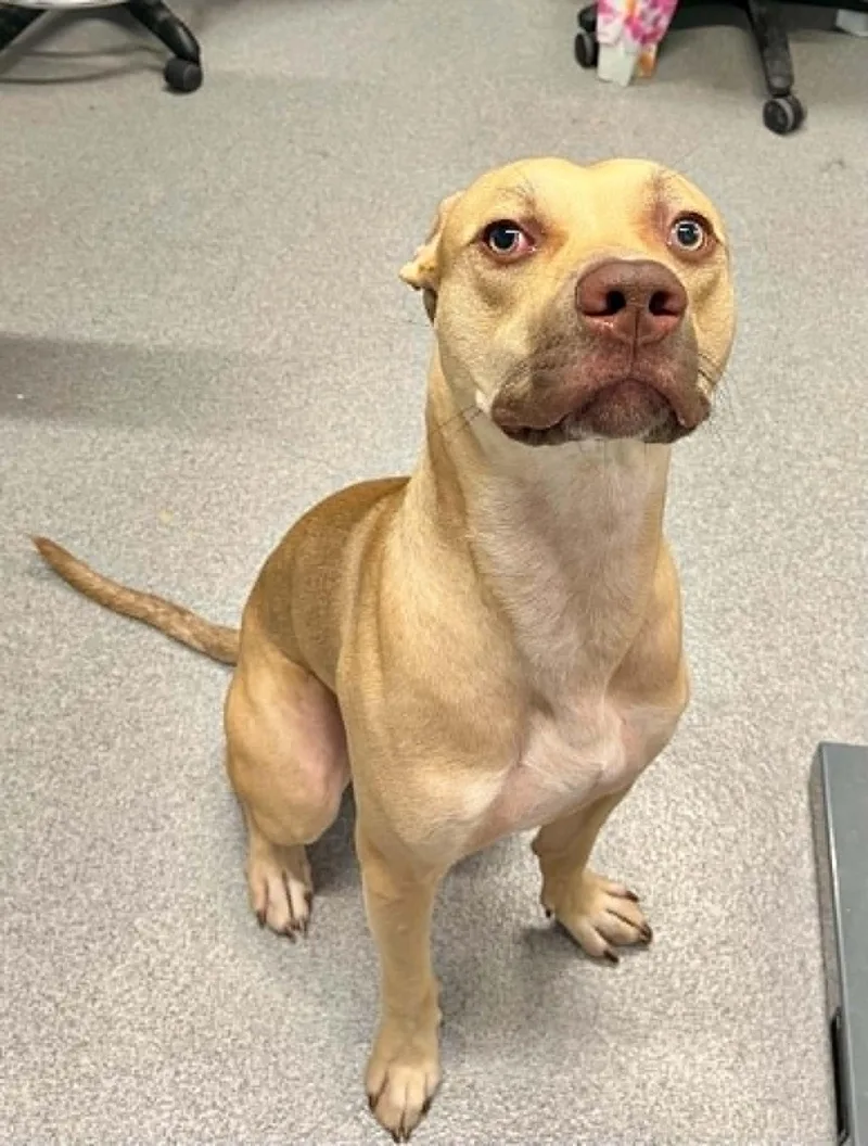 An adult medium-sized male Mixed Breed dog named Riley for adoption in Moundsville, WV