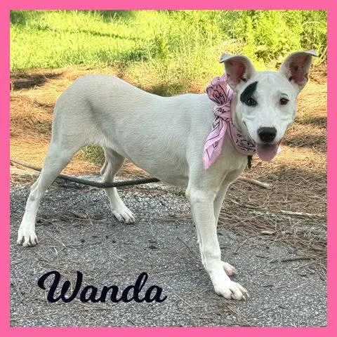 Wanda