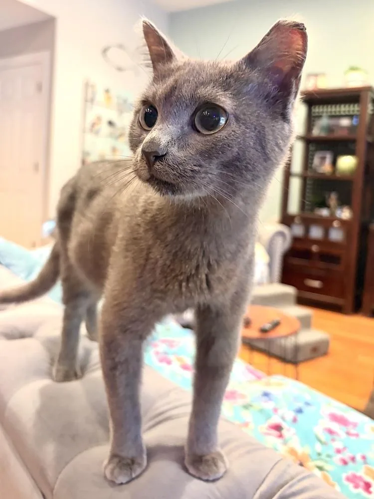 A baby small-sized male Gray / Blue / Silver Domestic Short Hair cat named Spike for adoption in Panama City Beach, FL