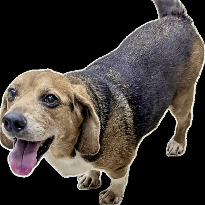 Scout thumbnail 2