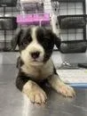 A baby large-sized female Border Collie dog named Suki for adoption in Morton Grove, IL