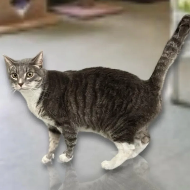 A senior large-sized male Domestic Short Hair cat named Rocky for adoption in Hemet, CA