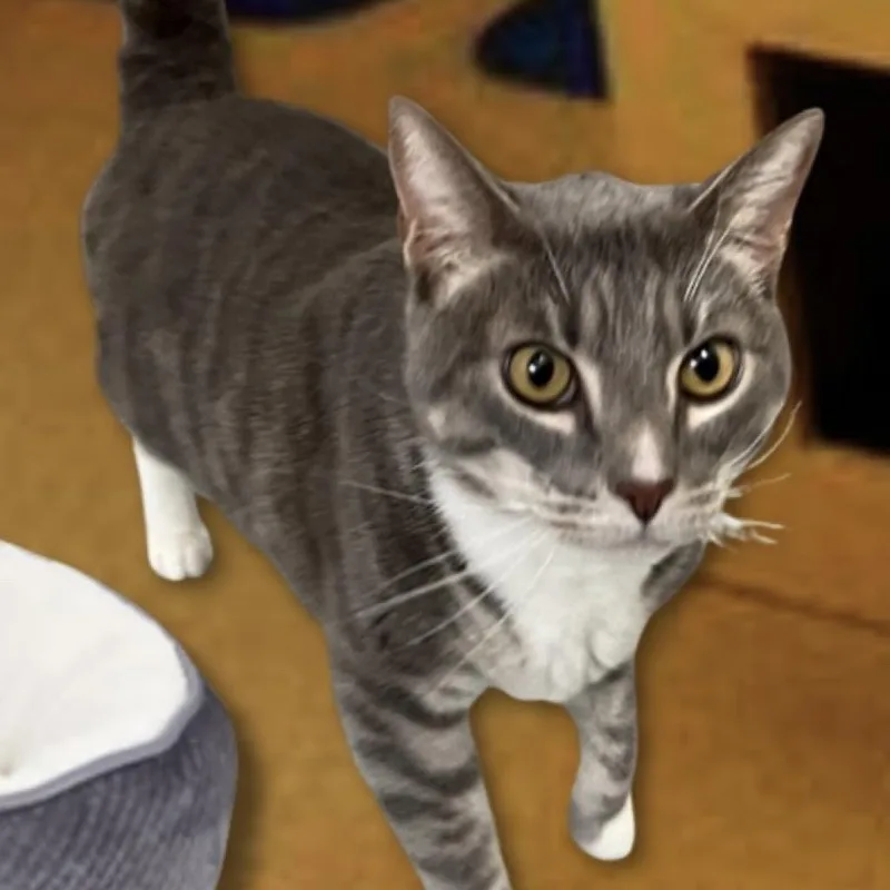 Rocky thumbnail 3
