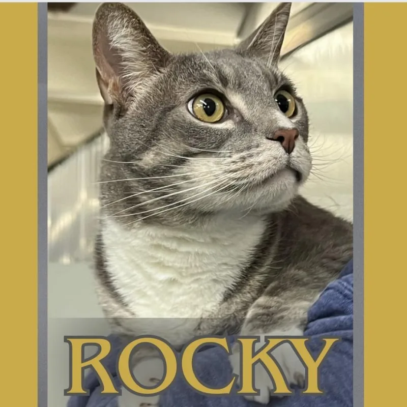 Rocky thumbnail 4