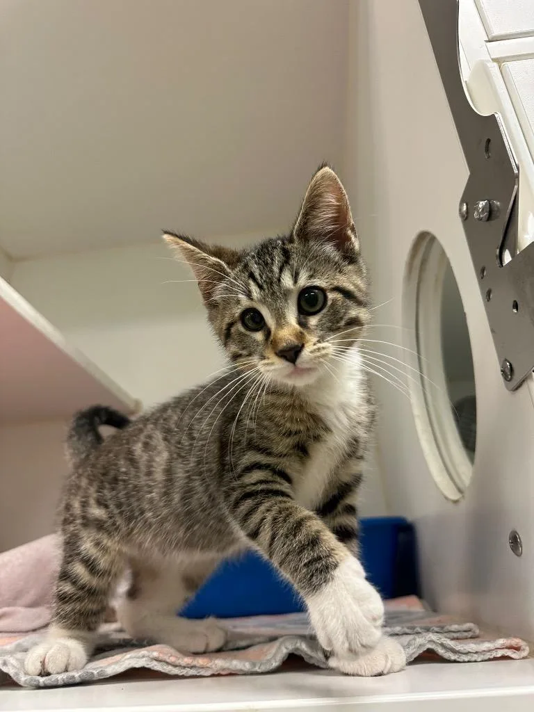 A baby small-sized male Domestic Short Hair cat named Monte for adoption in Johnson City, TN