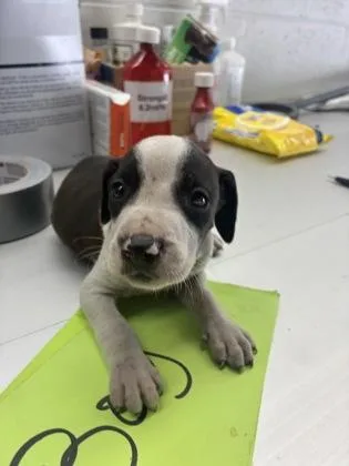 An adult small-sized male Pit Bull Terrier dog named Snoop for adoption in Gainesville, FL