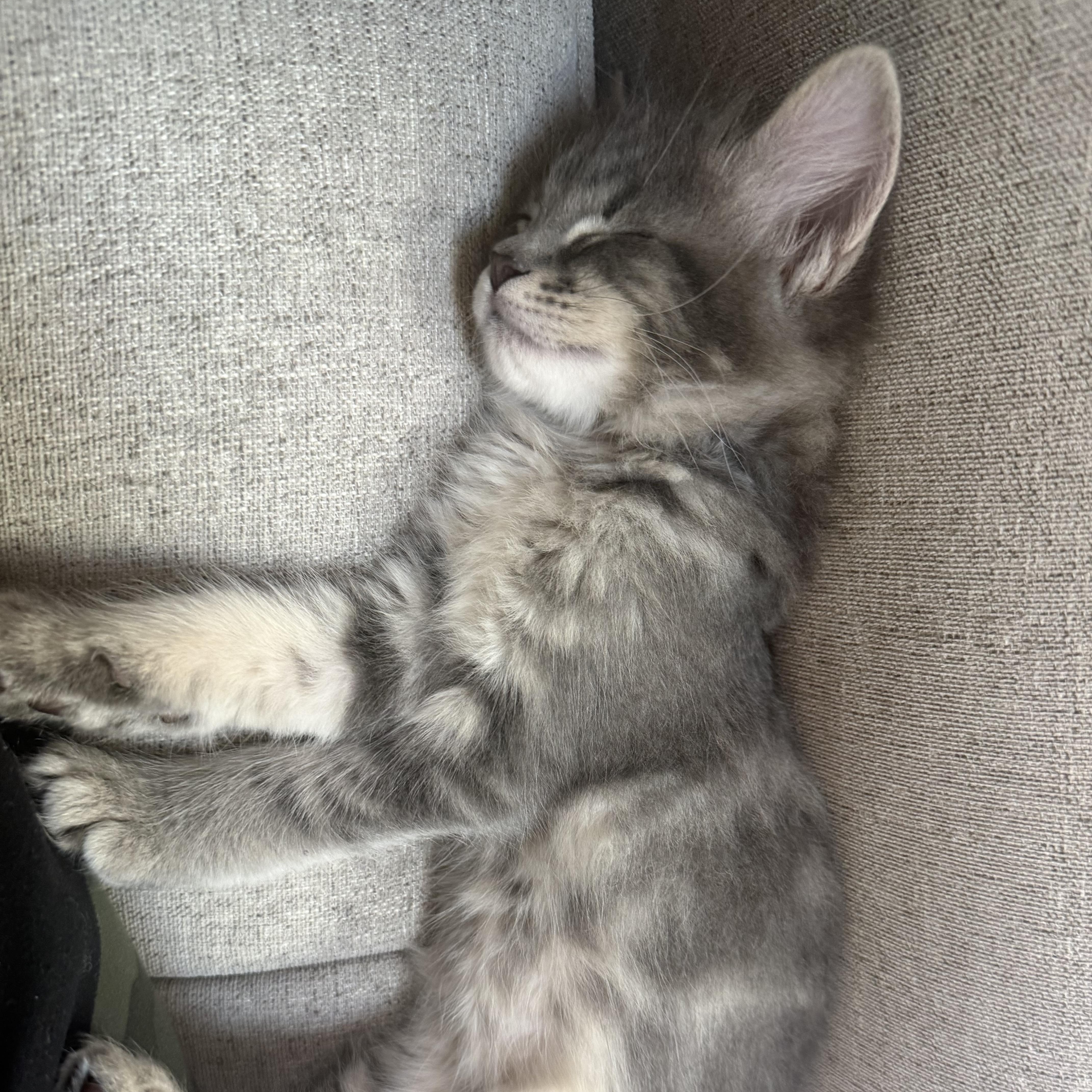 A baby medium-sized male Tabby (Gray / Blue / Silver) Domestic Medium Hair cat named Maxwell for adoption in Gardnerville, NV