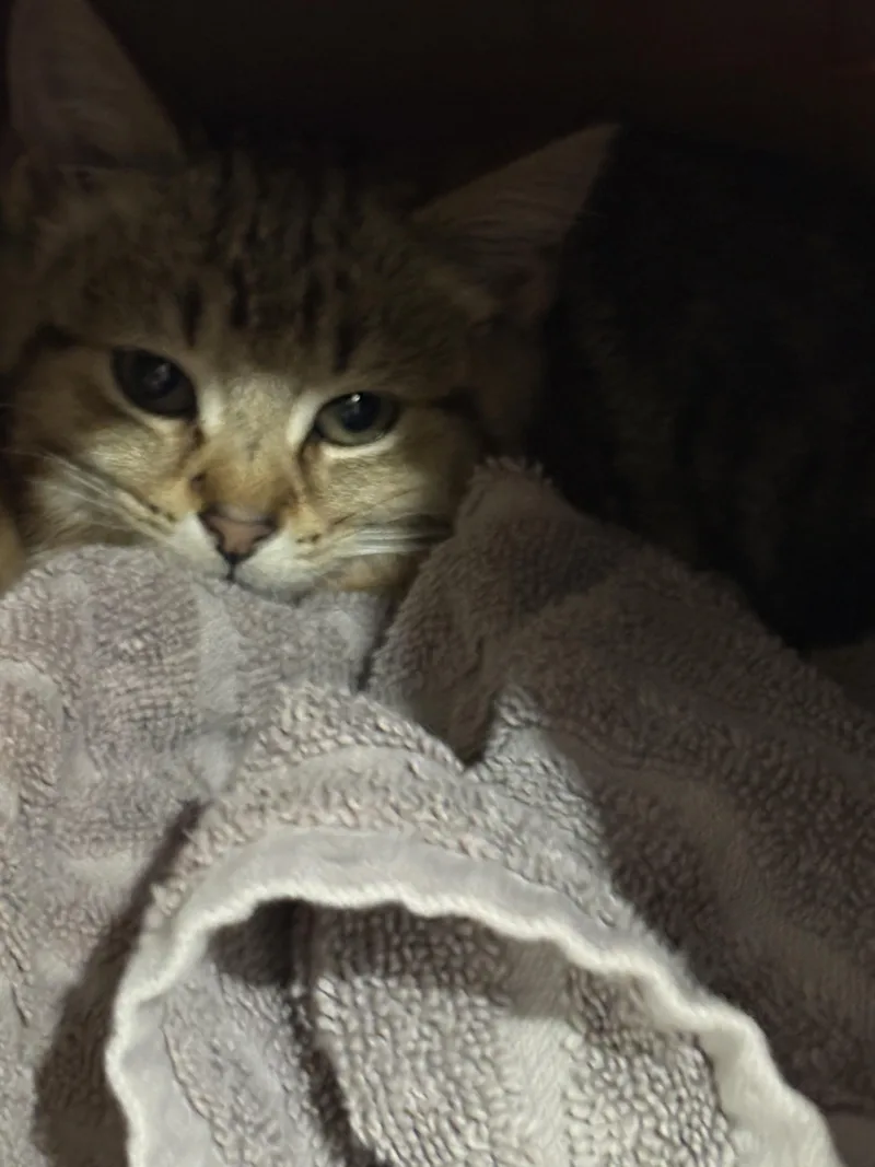 A baby medium-sized female Tabby (Brown / Chocolate) Domestic Short Hair cat named Willa for adoption in Columbus, OH
