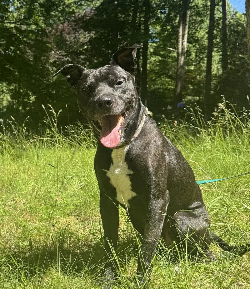 An adult medium-sized male Labrador Retriever dog named Benjen for adoption in Candler, NC