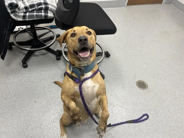An adult large-sized male Mixed Breed dog named Tyr for adoption in Ocala, FL