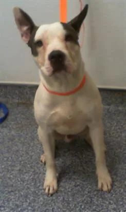 A young medium-sized male Pit Bull Terrier dog named Blueberry for adoption in Charlotte, NC