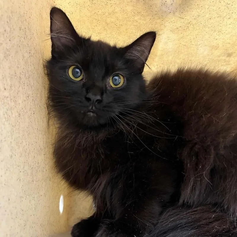A young medium-sized female Black Domestic Medium Hair cat named Twyla for adoption in Lyndhurst, VA