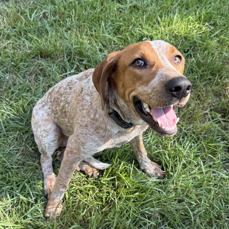 A young medium-sized female Red / Chestnut / Orange Coonhound dog named Beanie for adoption in Columbia, SC
