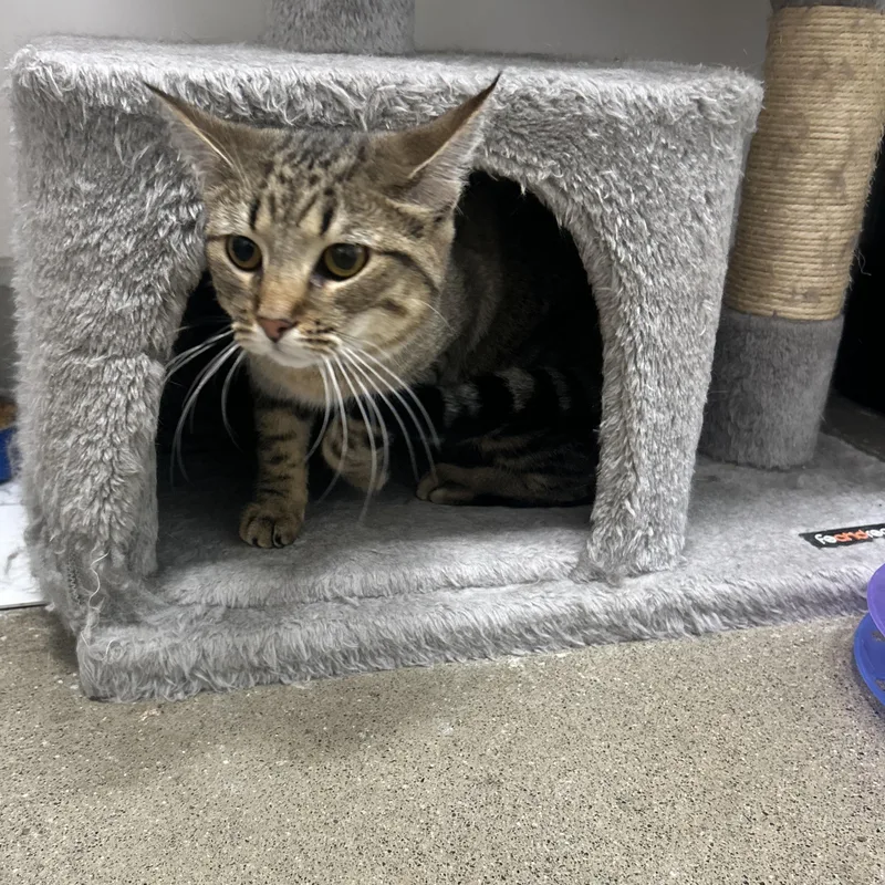 A baby medium-sized female Tabby (Brown / Chocolate) Domestic Short Hair cat named Charlotte for adoption in Columbus , OH