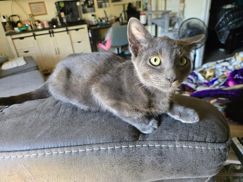 A baby medium-sized male Domestic Short Hair cat named Lunch Meat for adoption in Ada, OK