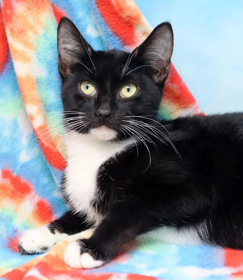 A young medium-sized male Black & White / Tuxedo Domestic Short Hair cat named Hugo for adoption in Tierra Verde, FL