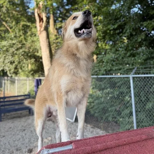 An adult small-sized male Red / Chestnut / Orange Great Pyrenees dog named Cornhole for adoption in Dayton, OH