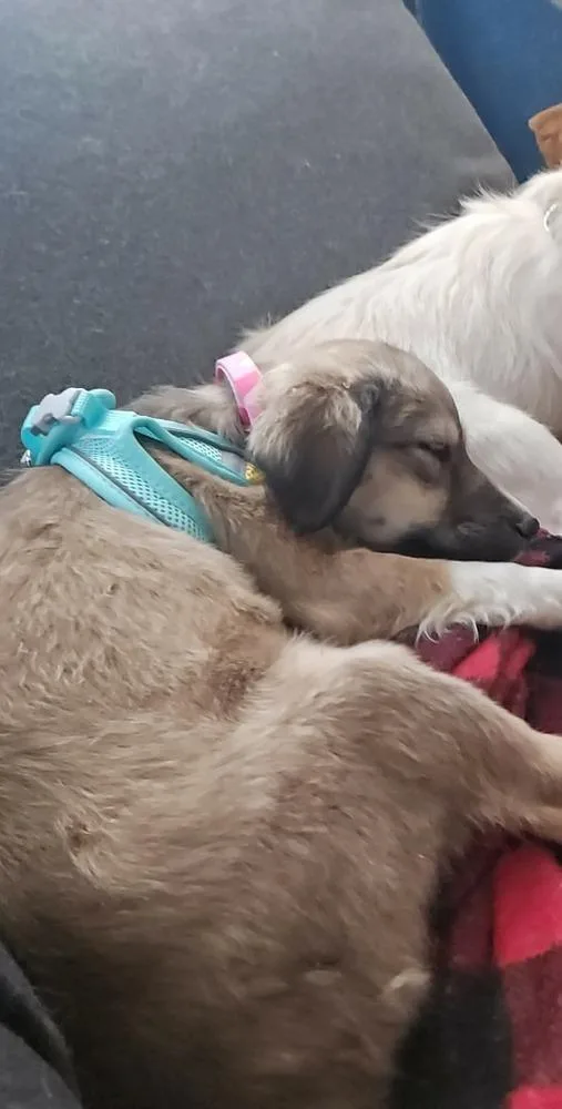 A baby large-sized male Brown / Chocolate Border Collie dog named Carrot for adoption in Waunakee, WI