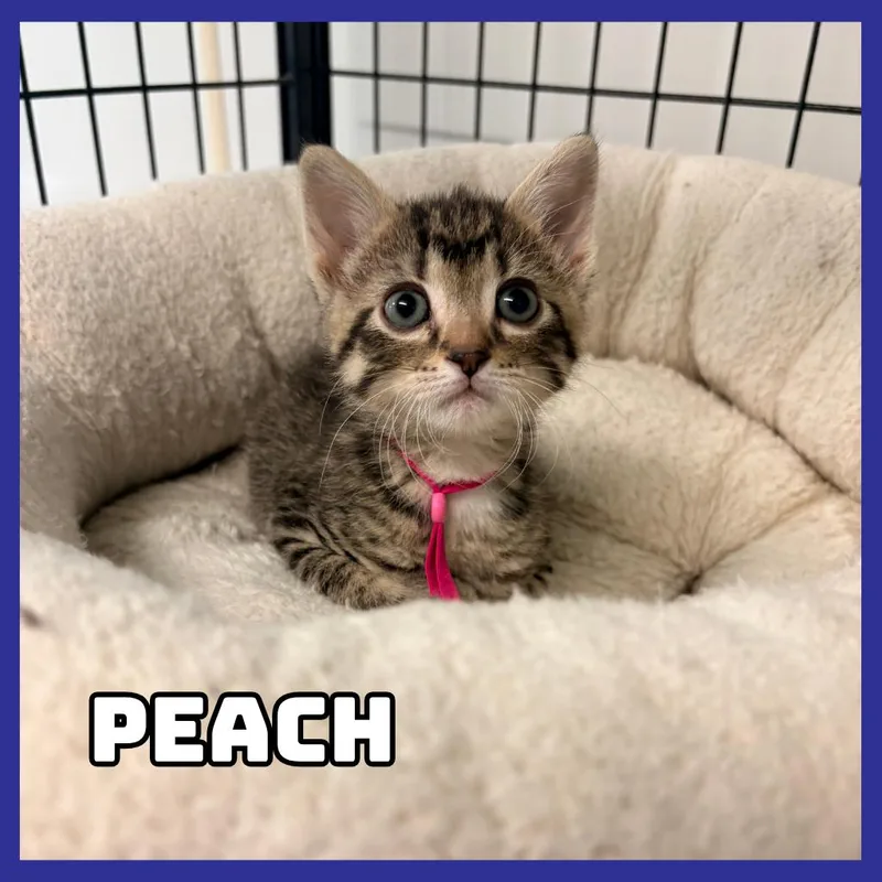 Peach