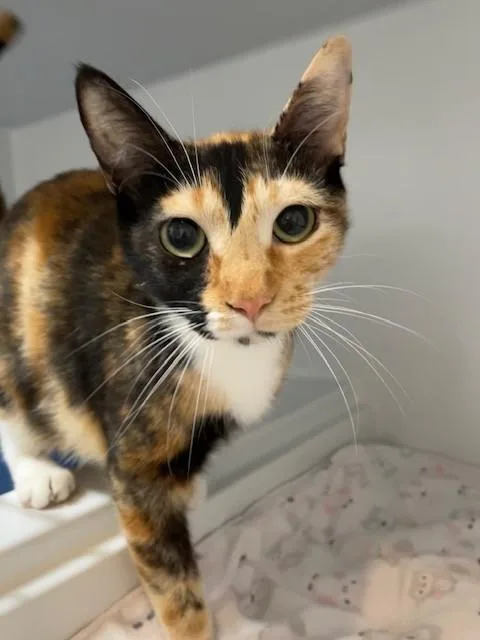 An adult medium-sized female Calico Domestic Short Hair cat named Snickers for adoption in Hayward, WI