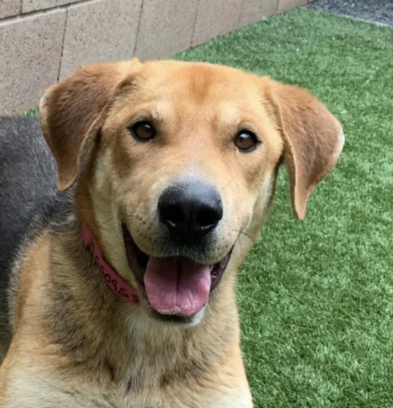 A young medium-sized female Yellow / Tan / Blond / Fawn German Shepherd Dog dog named FINAL DEADLINE AND OUT for adoption in San Marcos, CA