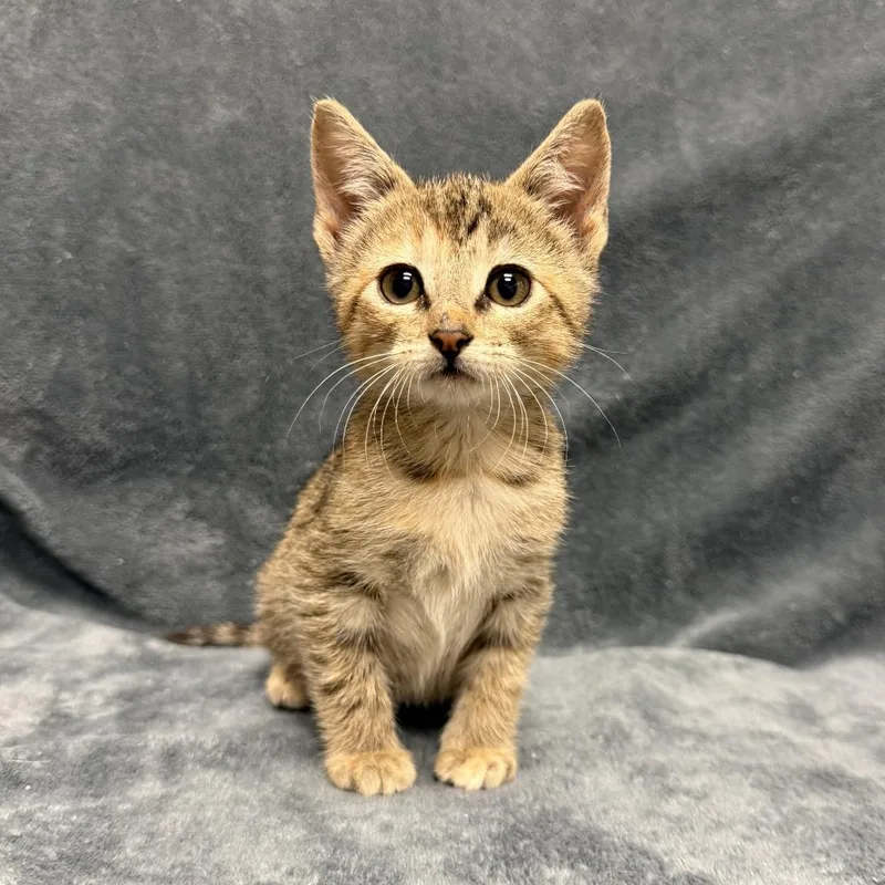 A baby medium-sized female Domestic Short Hair cat named Mallow for adoption in Brenham, TX