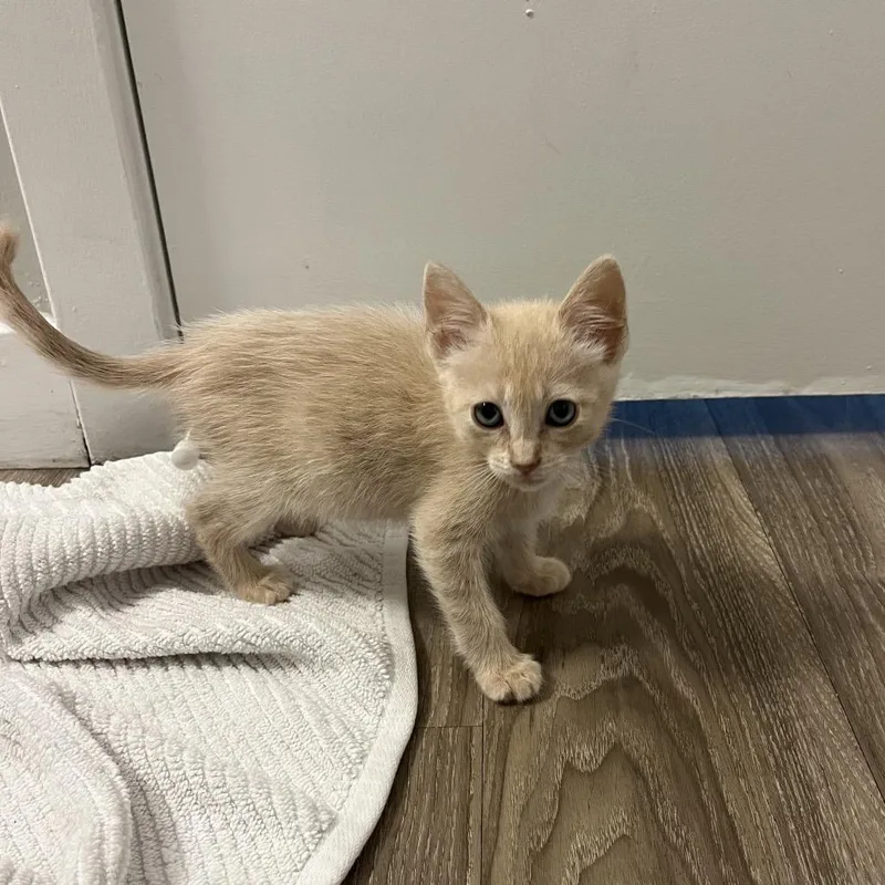 A baby small-sized female Buff / Tan / Fawn Domestic Short Hair cat named Sammie for adoption in Escondido, CA