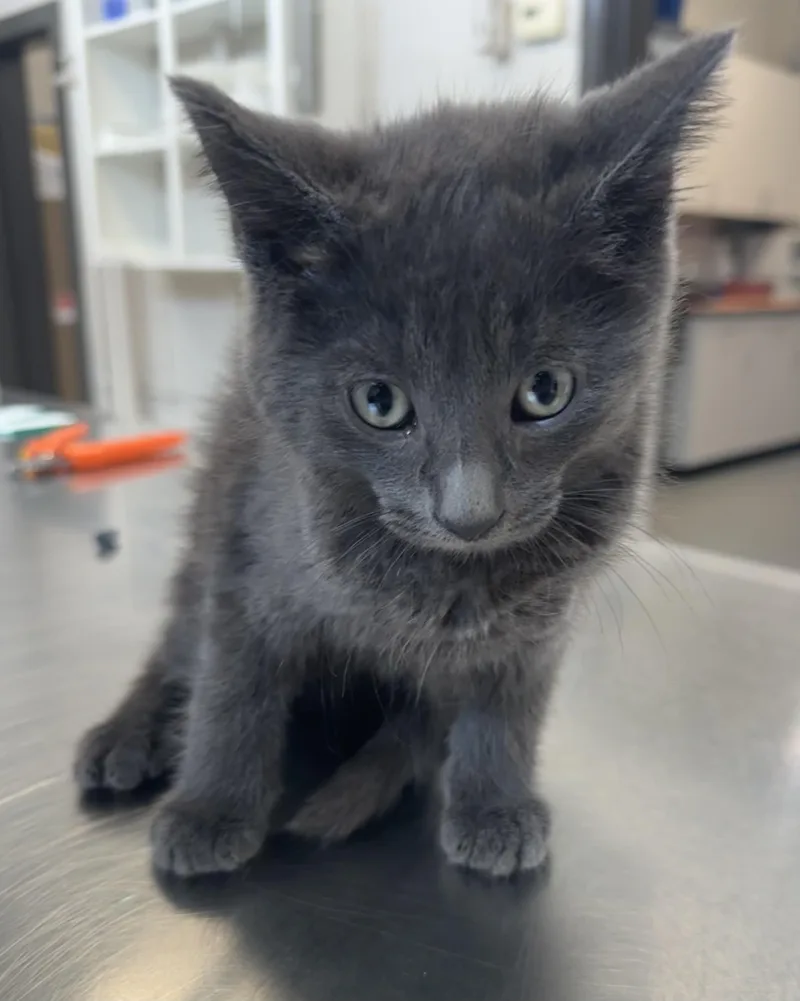 A baby small-sized male Domestic Short Hair cat named Thunder for adoption in Grand Rapids, MI