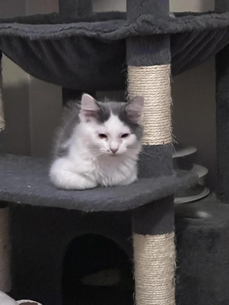 A baby small-sized female Domestic Medium Hair cat named Siracha for adoption in Bethel Park, PA