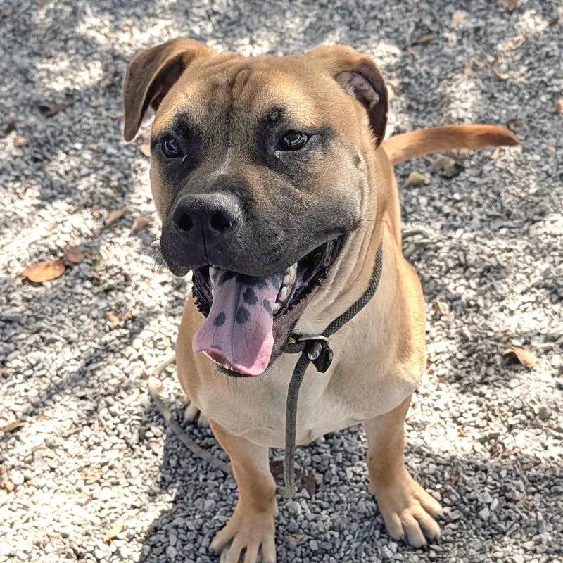 A young large-sized male Yellow / Tan / Blond / Fawn Mixed Breed dog named Hoss for adoption in Asheville, NC