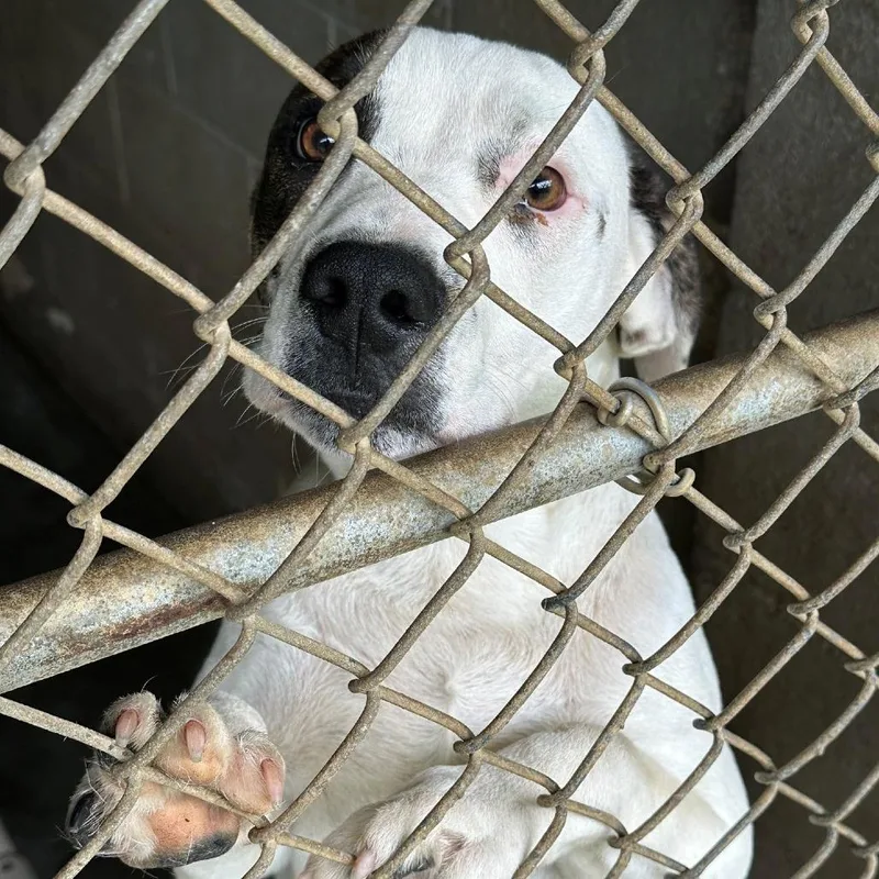 A young medium-sized male Pit Bull Terrier dog named Cotton for adoption in Coos Bay, OR