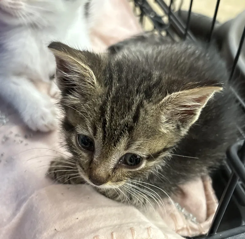 A baby small-sized female Tabby (Brown / Chocolate) Domestic Short Hair cat named Junie B for adoption in Sanford, NC