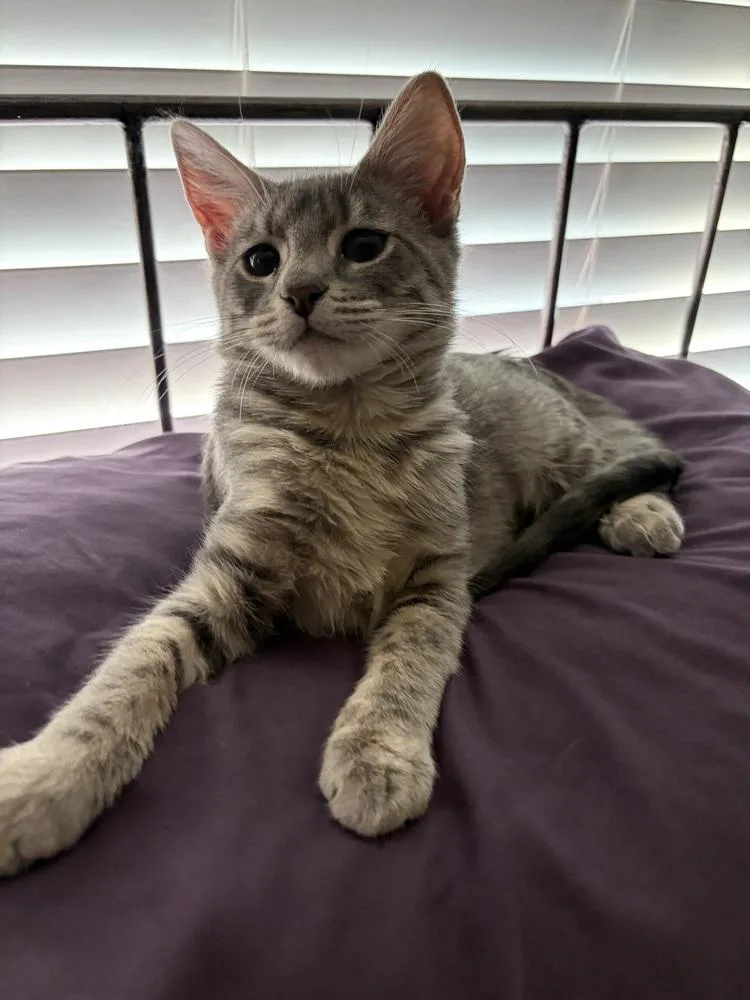 A baby small-sized female Domestic Short Hair cat named Cola for adoption in Thornton, CO