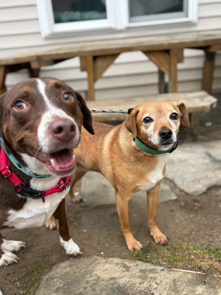 Sally Aka Spunky Sully thumbnail 3